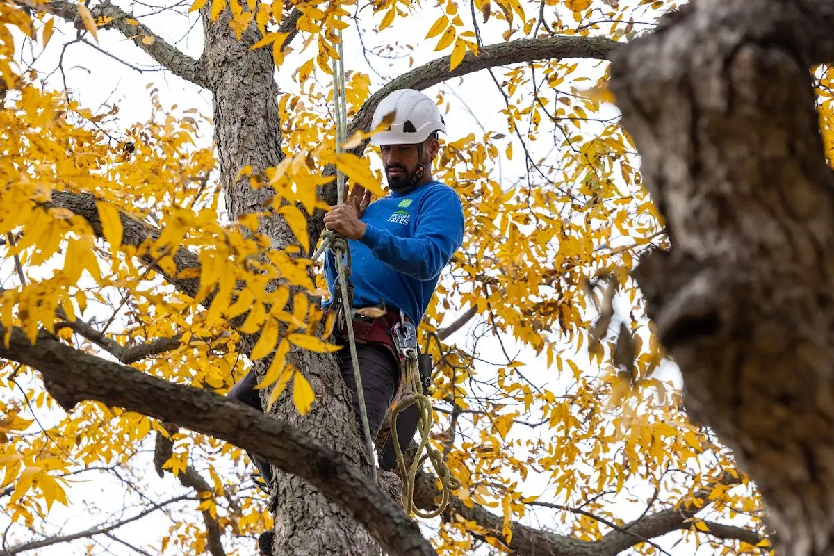 Skilled Tree Pruning crew working in Martin
