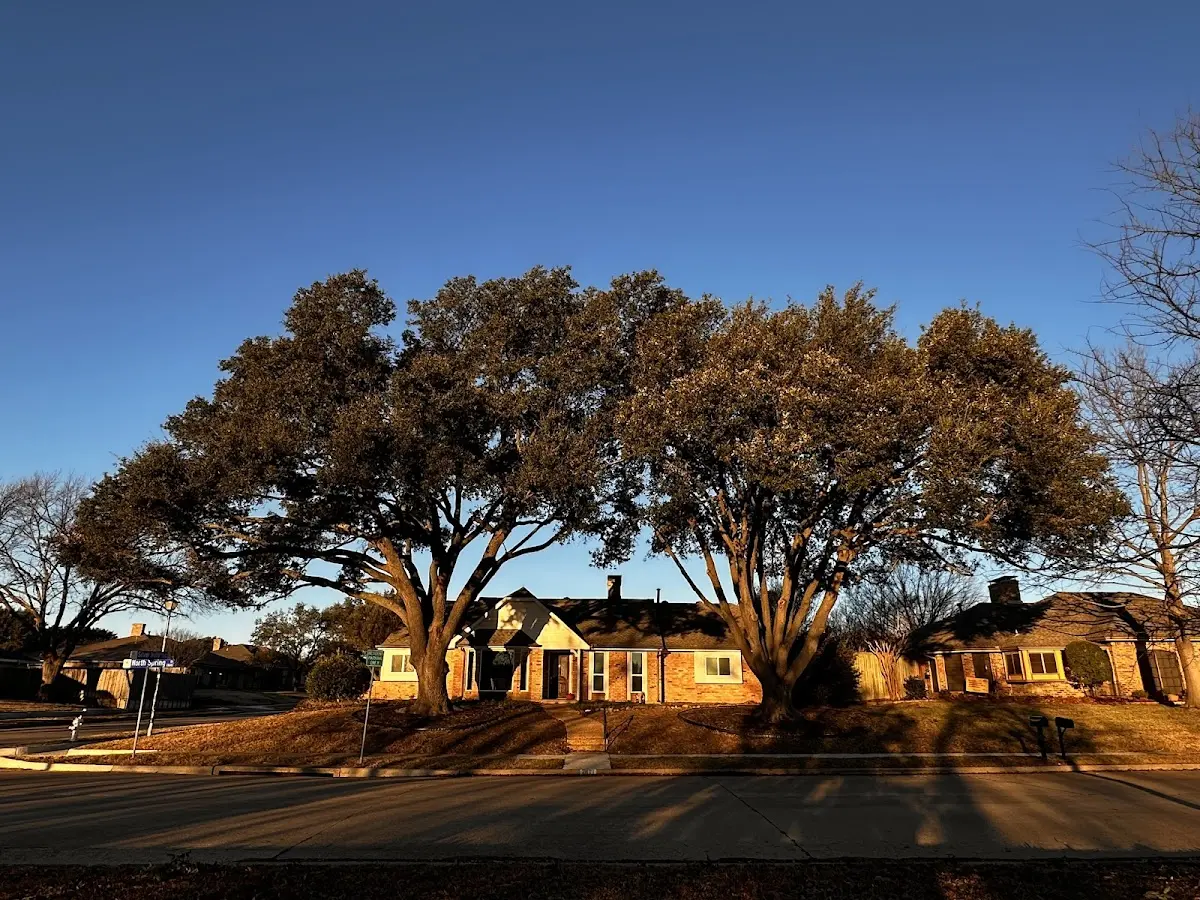 Established residential canopy tree shading a home in Martin