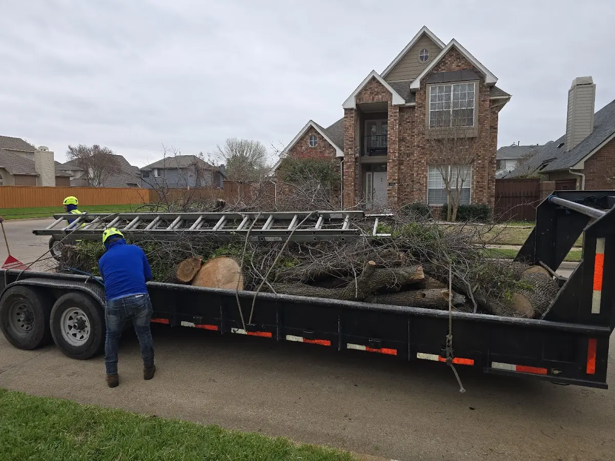 Expert Tree Removal with proper safety equipment in Martin